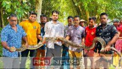 শ্রীমঙ্গলে এক মাসে উদ্ধার অজগর..