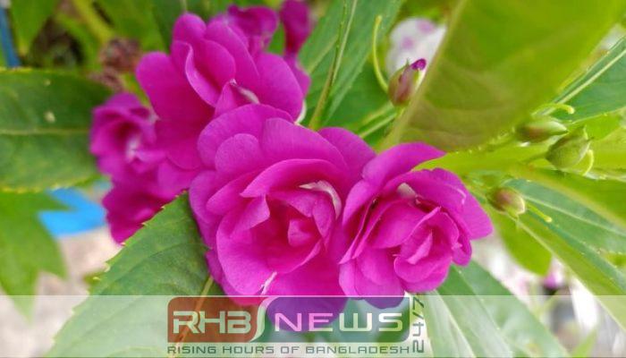 Touch-me-not’—দোপাটি ফুলের মুগ্ধকর সৌন্দর্য