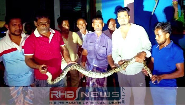 শ্রীমঙ্গলে পরিত্যক্ত খাদ থেকে অজগর..