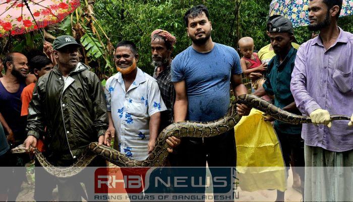 শ্রীমঙ্গলে বাড়ির আঙিনায় ১৪ ফুটের..