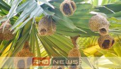 বিলুপ্তির পথে তালগাছ, হারিয়ে যাচ্ছে..