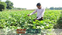 শ্রীমঙ্গলে প্রথমবারের মতো তুলা চাষে..