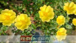 রোদের হাসিতে রঙিন Time Flower..