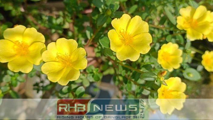 রোদের হাসিতে রঙিন Time Flower..