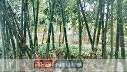 মান্দায় দিন দিন কমছে বাঁশঝাড়,..