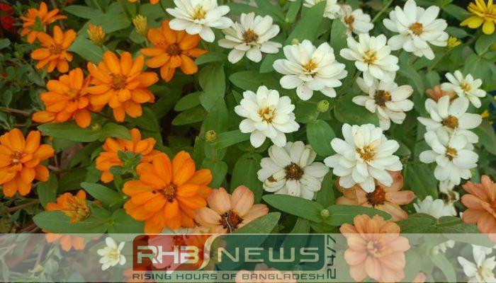বাহারি রঙের সৌন্দর্যে মুগ্ধতা ছড়ায়..