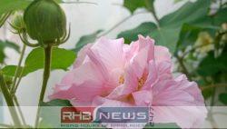 রঙ বদলানো ফুলের অপরূপ সৌন্দর্য..