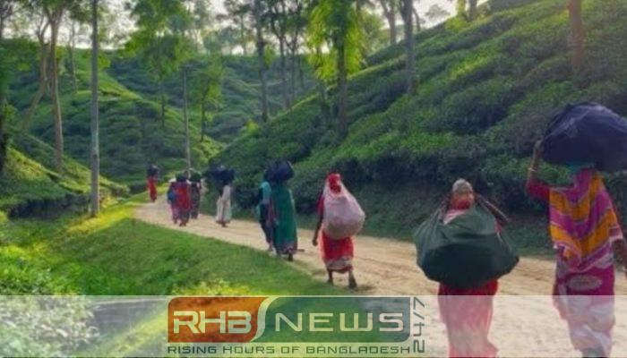 শ্রীমঙ্গলে ৩৫.৬ মিলিমিটার বৃষ্টিপাত, চা..