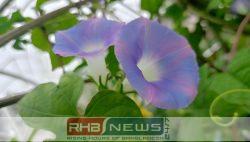 ভোরের রানী মর্নিং গ্লোরি :..