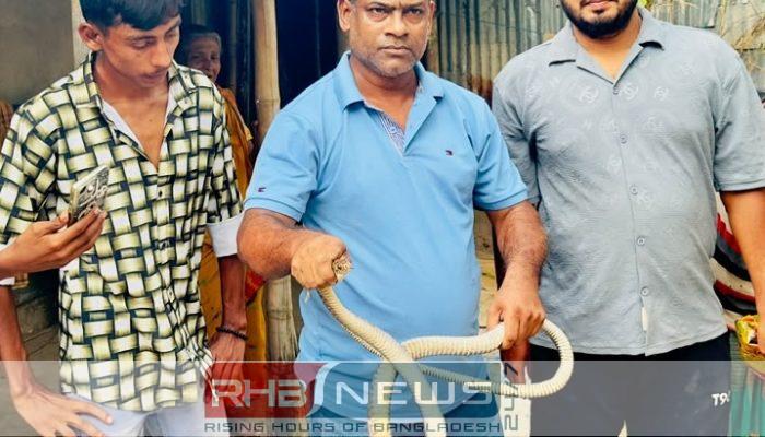 শ্রীমঙ্গলে রান্নাঘর থেকে দাঁড়াশ সাপ..